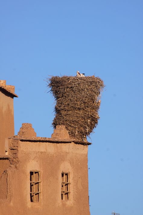 stork's nest, Africa ✿⊱╮ Bird Nest, Ideas Living, Bird Watching, Love Birds, Amazing Nature, Beautiful Creatures, Bird Houses, Beautiful Birds, Animals Beautiful