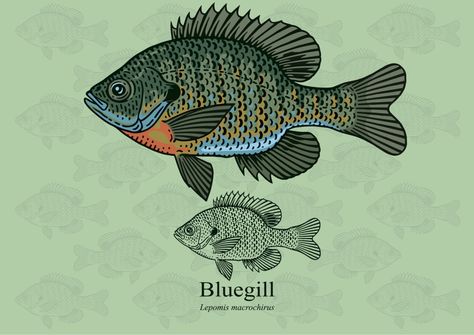 Bluegill vs. Sunfish: What Is The Difference? - Tastylicious Reference Photos For Artists, Fish Species, Fish Drawings, Types Of Fish, Fishing Theme, Freshwater Fish, Outdoor Art, Fish Tattoos, Graphic Illustration