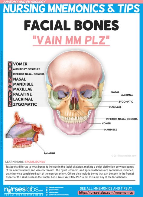 Facial Bones (VAIN MM PLZ) Anatomy And Physiology Notes, Physiology Notes, Medical Mnemonics, Facial Bones, Independent Day, Basic Anatomy And Physiology, Nursing Mnemonics, Nursing School Survival, Nursing School Studying