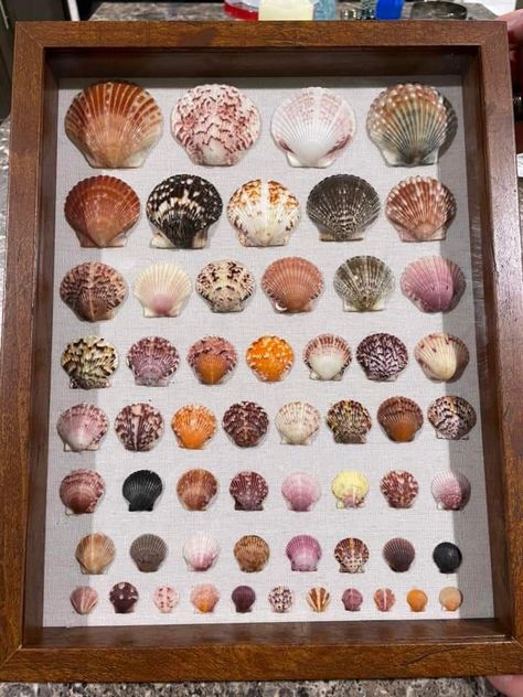 Seashell Ideas, Shell Projects, Seashell Art Diy, Crafting Corner, Shell Ideas, Shell Craft, Seashell Wall Art, Shell Decorations, Seaside Decor