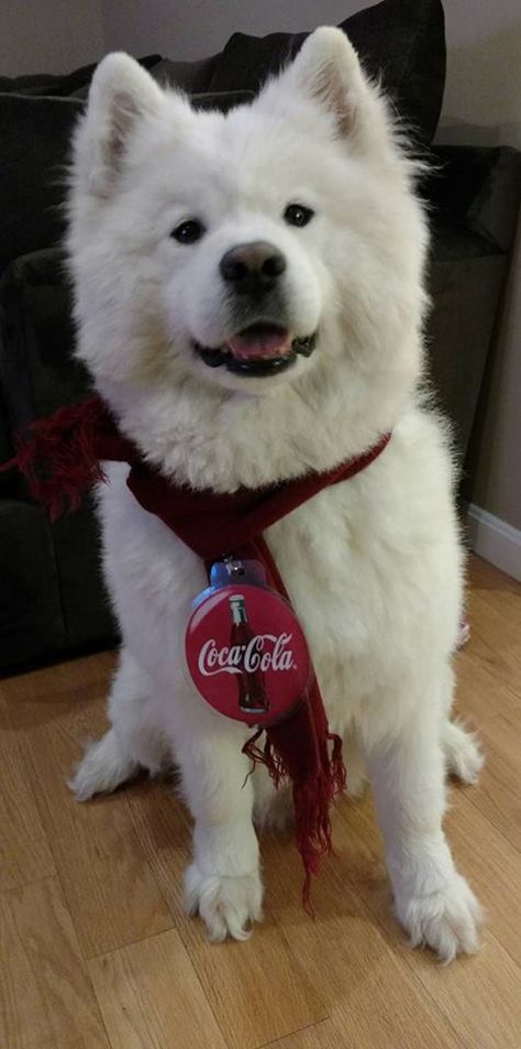 The Coca Cola Polar Bear - 2016 entry to Nutri-Vet's annual Halloween costume contest for dogs and cats Samoyed Halloween Costumes, White Dog Halloween Costumes, Dog Custumes, Two Person Halloween Costumes, Blonde Halloween, Coca Cola Bear, Coca Cola Polar Bear, Puppy Costume, Animal Babies