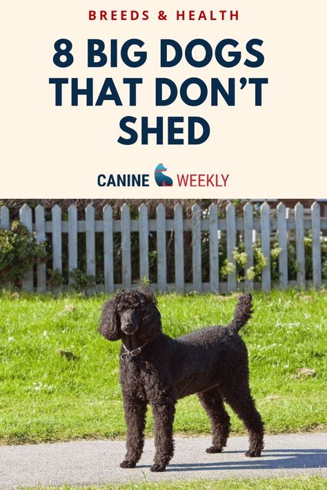 Big Dogs That Dont Shed, Dogs That Dont Shed, Dogs That Don't Shed, Types Of Big Dogs, Low Shedding Dog Breeds, Big Hypoallergenic Dogs, Non Shedding Dog Breeds, Best Large Dog Breeds, Non Shedding Dogs