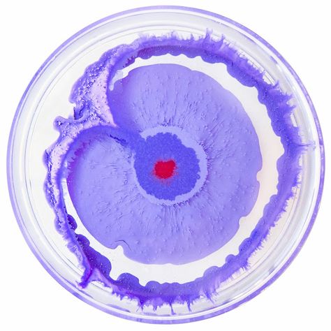 Petri Dish Art, Klari Reis, Mold Art, Jellyfish Photography, Dish Art, Microscopic Photography, Petri Dishes, Biology Art, Petri Dish