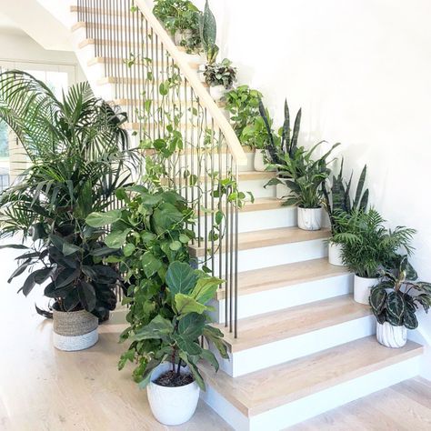 STAIRWAY TO HEAVEN. Another favorite plant styling moment! ...🌱First of all, this steel and bleached oak staircase itself is to die for (designed by @laurensharfman). I had a hard time finding a plant that didn’t look great in this space, let alone leaving room for people to walk up the steps! Apparently stairs are not just to be used as shelves for plant styling. 🤣...🌱 Tattoo Plant, Indoor Plant Wall, Plant Goals, Hanging Plants Indoor, Inside Plants, Stair Decor, Low Light Plants, Plant Decor Indoor, House Plants Decor