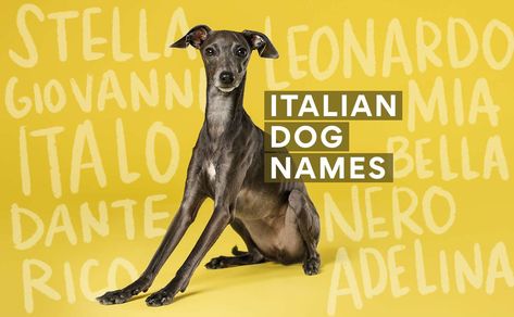 Looking for Italian dog names for your new pup? Browse our list of 200 Italy-inspired choices and find the perfect pick. Italian Names Boy, Most Popular Dog Names, Popular Dog Names, Italian Dogs, Cute Nicknames, Terms Of Endearment, Great Names, Brown Fur, Puppy Names