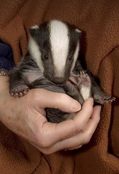 Baby badger. Photographer unknown. Baby Badger, Pretty Animals, Silly Animals, Cute Animal Photos, Cute Creatures, Cute Little Animals, Window Display, Woodland Animals, Cute Funny Animals