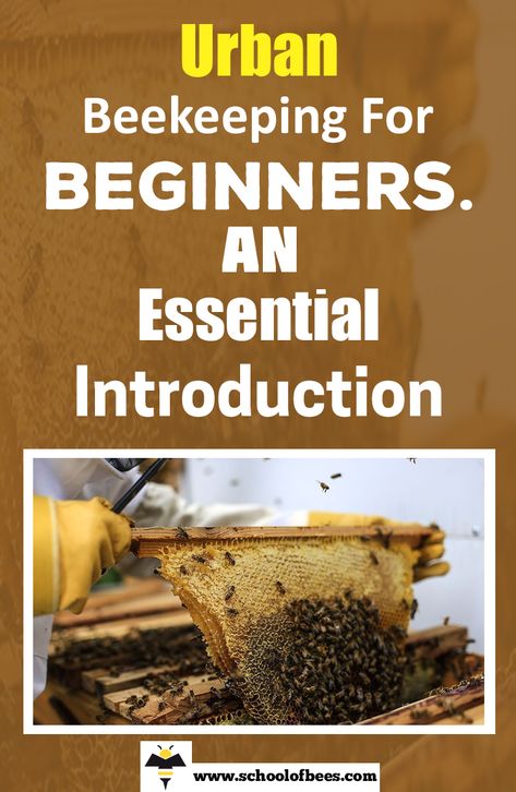 Urban beekeeping is not a new concept, I’ve found accounts of people keeping bees in cities dating back to the 1950s. #bees #beekeeping #urbanbeekeeping Bee Keeping For Beginners, Langstroth Hive, Flow Hive, Keeping Bees, Urban Beekeeping, Beekeeping For Beginners, Bee Hives, Bee Keeping, Bee Hive