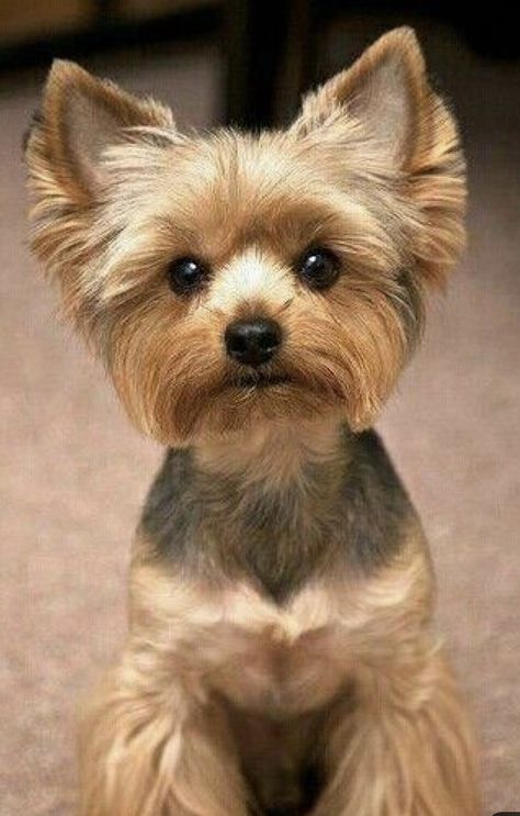 Biewer Yorkie Haircut, Yorkie Ponytail, Yorkies Haircut, Morkie Haircuts, Yorkie Puppy Haircuts, Yorkie Grooming, Yorkie Puppy Care, Yorkie Haircuts, Biewer Yorkie