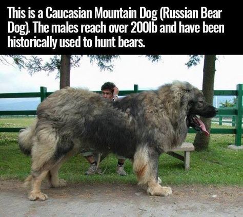 Russian Bear Dog, Caucasian Shepherd Dog, Caucasian Shepherd, Huge Dogs, Bear Dog, Animal Facts, Guard Dogs, Mountain Dogs, Shiba Inu