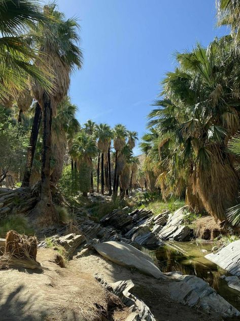 Hiking Lower Palm Canyon Trail - Visit Palm Springs Palm Springs Hiking, Palm Canyon, Hiking Photos, California Hikes, Fan Palm, Hiking Guide, Palm Springs California, Palm Desert, Trading Post