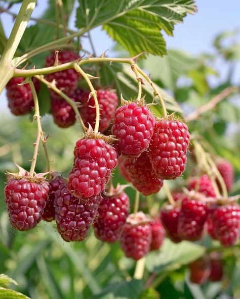 Say no to store-bought raspberries. Embrace these 10 practices for a fruitful raspberry bush. Raspberry Bushes, Eco Food, Raspberry Bush, Growing Raspberries, Raspberry Plants, Garden Container, Berry Bushes, Organic Mulch, Blueberry Bushes