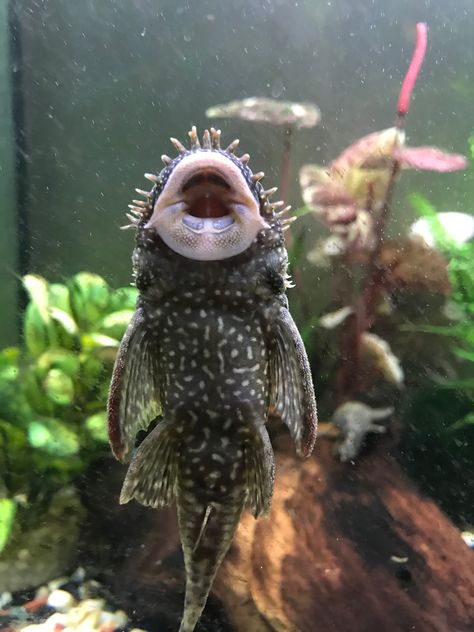 Male bristlenose pleco Bristlenose Pleco, Pleco Fish, Pretty Fish, Freshwater Fish, Goldfish, Fish Tank, Sea Creatures, Fresh Water, Graffiti