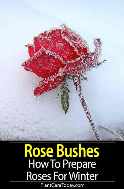 Preparing rose bushes for winter can be challenging. Rose plants need to be well watered and mulched. Checked for garden pests and diseases. [LEARN MORE] Winter In Colorado, Rose Bush Care, Cold Climate Gardening, Rose Plant Care, Tattoo Plant, Rose Bushes, Rose Care, Garden Insects, Fall Garden Vegetables