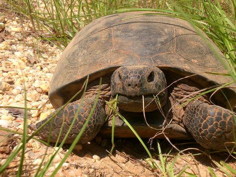 Gopher Tortoise | Outdoor Alabama Gopher Tortoise, Land Turtles, Desert Tortoise, North American Animals, Vietnam Vets, American Animals, Tortoise Turtle, Reference Pics, Bill Murray