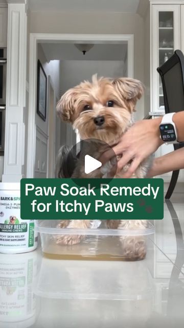 Bark and Spark | Dog Supplements | Vet-Approved on Instagram: "Try this paw soak if your pup is suffering from itchy paws 🐾🤎 #itchydogpaws #dogguthealth #doggutsupplement #dogallergy #dogallergyrelief #dogallergyhelp #dogsupplements #doghealthtips #dogmomtips #dogimmunity #dogmom #furbaby #doghealthfacts #dogallergies #dogpawlicking #dogallergy #doghealthsupplements #dogparents #shinydogcoat #dogcoatbenefits #dogcoatsupplements" Dog Health Tips, Dog Allergies, Dog Supplements, Easy Treats, January 29, Dog Parents, Health Facts, Dog Coats, Dog Paws