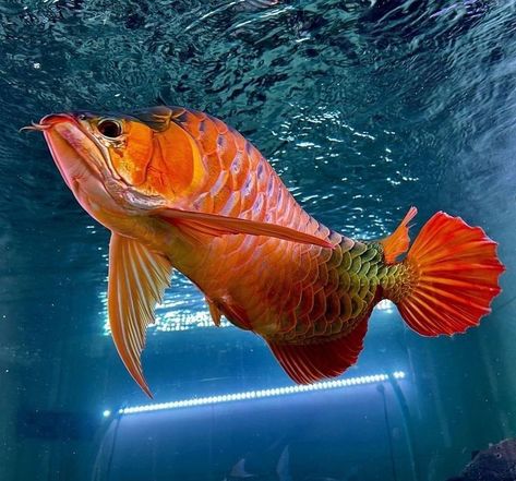 Asian Arowana Fish, Arowana Aquarium, Arowana Tattoo, Arowana Fish, Big Aquarium, Dragon Fish, Pretty Fish, Fish Artwork, Underwater Painting