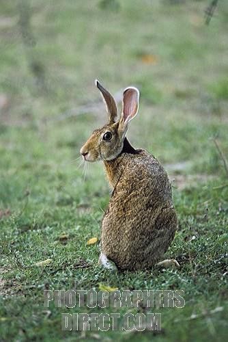 Faux Fur Dress, Hare Pictures, Snowshoe Hare, Suit Neck, Mane Hair, Wild Hare, Wild Rabbit, Rabbit Sculpture, Fur Dress