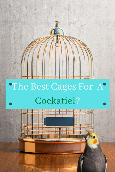 Wondering what the best cages for you're cockatiel are? These 5 things can make or break any cage setup! #cockatiel #birds #cockatielcagesetup #birdlifestyle #cutecockatiels #bestcagesforbirds #bestcagesforacockatiel #cockatielcages Cockatiel Training, Cocktail Bird Cage, Cockatiel Bird Cage Setup, Toys For Cockatiels, Cockatiel Cage, Bioactive Bird Cage, Conure Bird, Canary Birds, Budgies Bird