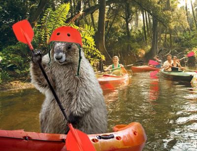 #‎PunxsutawneyPhil‬ came out on Groundhog Day 2015 and saw his shadow, promising six more weeks of ‪#‎Winter‬. Kayaking Aesthetic, Kayak Pictures, Apple Body Shape Outfits, Punxsutawney Phil, Kayak Camping, Kayak Adventures, Great River, Kayak Tours, Whitewater Kayaking