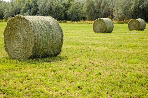 Large round hay bales. Huge alfalfa round hay bales wait for pickup in the farme #Sponsored , #Paid, #sponsored, #hay, #Huge, #pickup, #bales Bear Mounts, Hay Bales, The Farmer, Natural Environment, Agriculture, Stock Images Free, Farmer, Stock Images, Nature