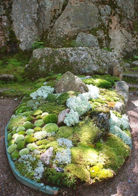 Moss Garden - Thuya Garden Northeast Harbor Maine | Flickr - Photo Sharing! Moss Gardens, Moss Growing, Tiny Worlds, Moss Garden, Miniature Garden, Fairy House, Mini Garden, Shade Garden, Rock Garden