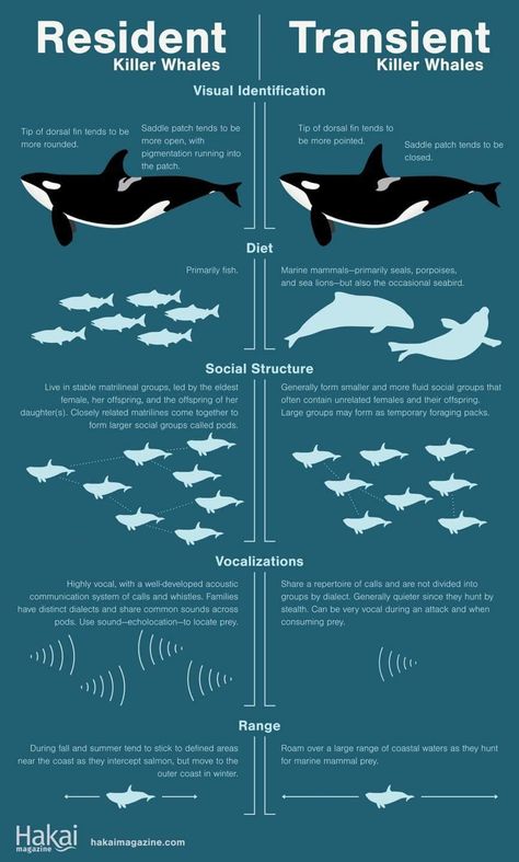 Whale Infographic, Killer Whale Aesthetic, Oceanography Marine Biology, Animal Infographic, Salish Sea, Marine Science, Biology Notes, Orca Whales, Beautiful Sea Creatures