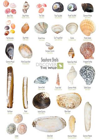 RESOURCES | Discover the Wild Seashell Identification, Tree Buds, Wild Foraging, Sea Creatures Art, Sweet Chestnut, Edible Mushrooms, Botanical Illustration Vintage, Mushroom Fungi, Beach Combing