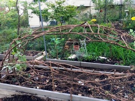 Raspberry Trellis, Cedar Trellis, Cedar Arbor, Growing Raspberries, Raspberry Plants, Fall Gardening, Home Gardens, Diy Trellis, Forest Plants