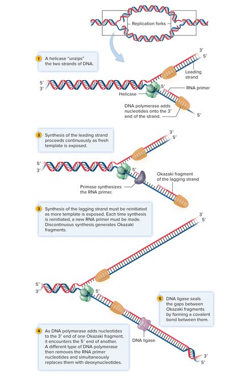 Dna Replication Diagram, Dna Replication Notes, Replication Of Dna, Dna Replication Model, Dna Biology, Microbiology Study, Biochemistry Notes, Learn Biology, Biology Revision