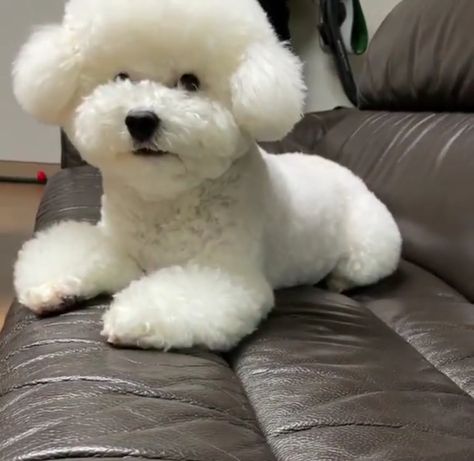 Sehun And Vivi, Sehun Vivi, Kris Exo, Exo Sehun, Oh Sehun, Instagram Live, Sehun, Exo, Dogs