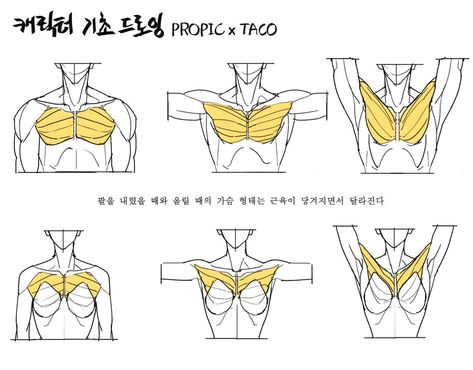 Anatomy Tutorial, Human Anatomy Drawing, Anatomy Sketches, Body Reference Drawing, Anatomy For Artists, Anatomy References, 캐릭터 드로잉, Body Anatomy, Anatomy Drawing