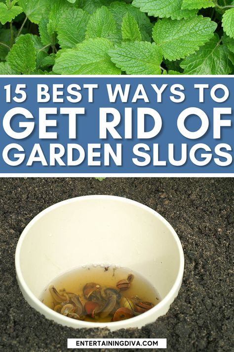 Find out how to get rid of slugs in the garden with these 15 natural ways to stop slugs and snails from eating your plants. How To Get Rid Of Slugs In Garden, Diy Slug Trap, How To Get Rid Of Snails In Garden, Slugs In Garden How To Get Rid Of, Slug Trap, Slug Control, Slug Repellant, Getting Rid Of Slugs, Slugs In Garden