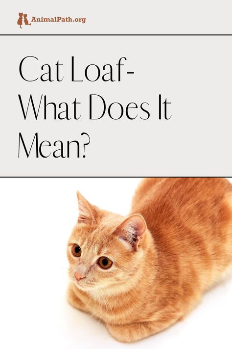 Find out the reasons why a cat goes into a cat loaf position. Cat Loafing, Hover Cat, Cat Bread, Loaf Cat, Cat Loaf, Normal Body Temperature, Cat Tips, Cat Training, Cat Behavior