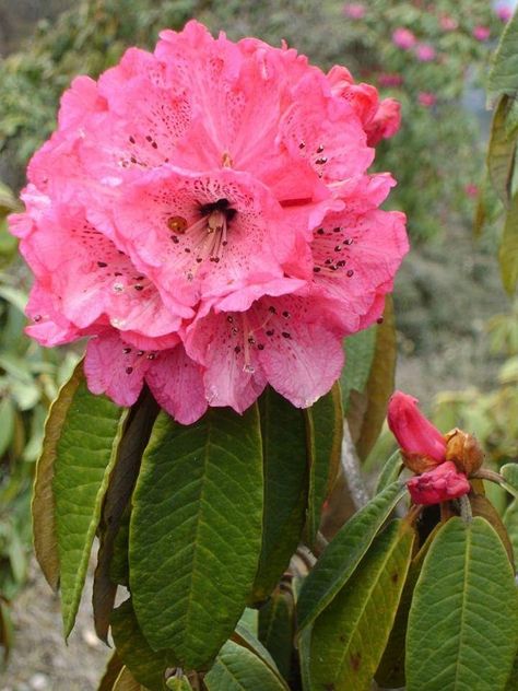 Pink Rhododendron, Diy Garden Fountains, Stippling Art, Hawaiian Plumeria, Lily Bulbs, Herbal Plants, Asiatic Lilies, Hydrangea Purple, Rose Lily