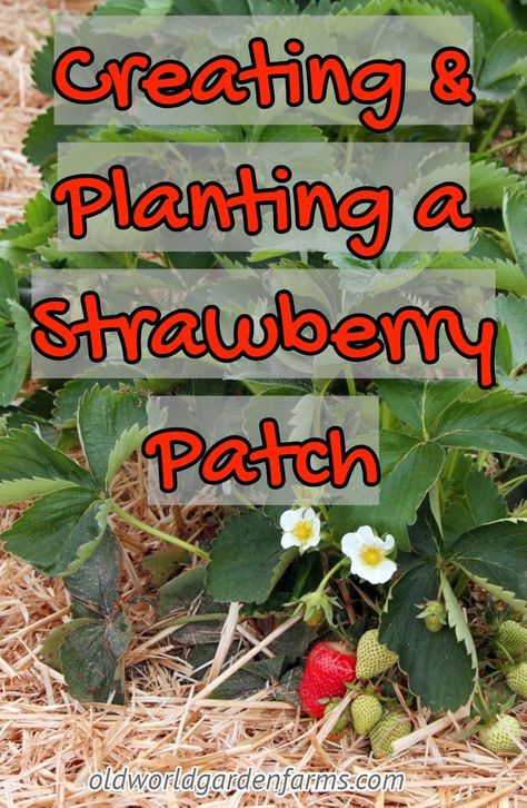 Everything you need to know on how to create and plant a new strawberry patch. #strawberrypatch #strawberries #garden #fruit #straw #everbearing #junebearing #oldworldgardenfarms Tomatoes In A Pot, Grow Cherry Tomatoes, Fruit Garden Layout, Strawberries Garden, Growing Cherry Tomatoes, Strawberries In Containers, Strawberry Beds, Berry Garden, Garden Fruit