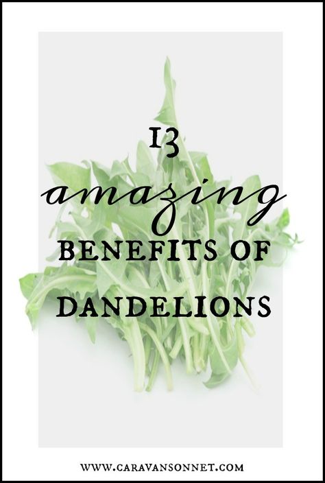 13 Amazing Benefits of Dandelions #dandelion #food #health #caravansonnet Health Benefits Of Dandelions, Dandelion Root Benefits Women, Dandelion Supplement Benefits, Dandelion Uses And Benefits, Dandelion Herb Benefits, Dandelion Root Supplement Benefits, Dandelion Root Tincture Benefits, Dandelion Oil Benefits, Dandelion Tincture Benefits