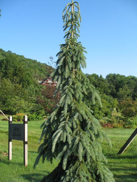 Picea glauca 'Pendula'   Weeping White Spruce with gray-green needles on weeping branches and straight trunk. Makes a strong statement in the landscape as an accent tree.  Height:	30-50 feet  Spread:	5 - 10 feet  Rate of Growth:	Moderate Weeping Serbian Spruce, Weeping White Spruce, Serbian Spruce, Maine Garden, Picea Glauca, Weeping Trees, Front Landscape, Japanese Theme, White Spruce