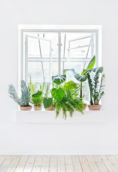 Indoor Window Boxes, Window Plants, Asparagus Fern, Indoor Window, Best Indoor Plants, Have Inspiration, Interior Plants, Retro Interior, Green Home Decor