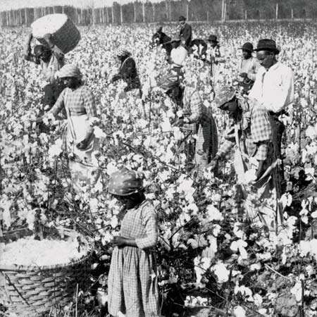 Slavery | sociology | Britannica.com Cotton Fields, African American History, History Facts, History Books, July 4th, American History, Einstein, Banks, African American