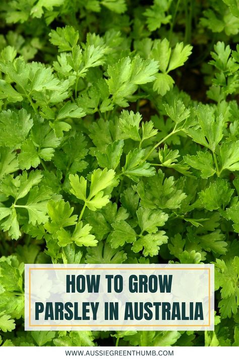 Want to add a zippy, lemony flavor to your dishes? Learn how to grow parsley at home with our comprehensive guide tailored for Australian gardeners. No space? No problem! #HerbGardening How To Grow Parsley In A Pot, Growing Parsley Indoors, How To Harvest Parsley, Harvesting Parsley How To, Parsley Companion Plants, Growing Parsley, Growing Herbs, Parsley, Herb Garden