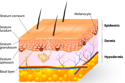 Are Tattoos, Face Lift Exercises, Skin Anatomy, Integumentary System, Subcutaneous Tissue, Kidney Cleanse, Skin Model, Facial Exercises, Skin Remedies