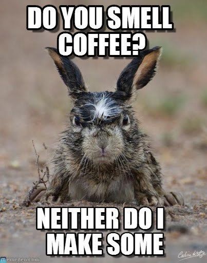 Kaffe Station, Kaffe Humor, Somebunny Loves You, Angry Animals, Wildlife Pictures, The Lone Ranger, Coffee Humor, Animal Memes, 귀여운 동물