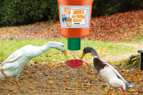 Indian Runner Duck Using Automatic Duck Feeder Automatic Duck Waterer, Duck Feeders And Waterers, Duck Waterer, Duck Feeder, Indian Runner Ducks, Duck Pen, Duck Pens, Wild Ducks, Homestead Animals