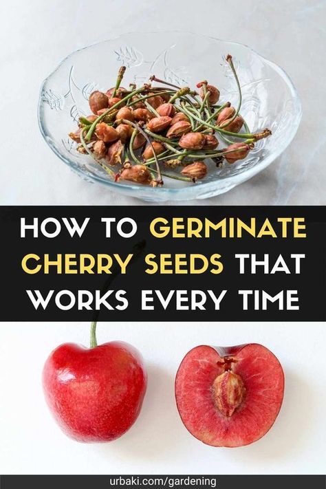 Cherry Tree In Pot, Planting Cherry Pits, Plant Cherry Seeds, How To Grow Trees From Seeds, Growing Cherry Trees From Pits, Cherry Seeds How To Grow, How To Grow Cherry Tree From Seed, How To Plant Cherry Seeds, Planting Cherry Seeds