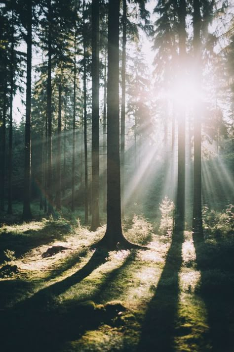 banshy: “ Rays // Johannes Hulsch ” Ray Of Light, Rays Of Light, Image Nature, Forest Pictures, Summer Landscape, Jolie Photo, Into The Wild, Into The Woods, Nature Images