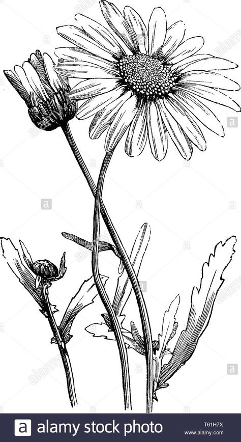 Download this stock vector: A picture is showing Oxeye Daisy, also known as Chrysanthemum leucanthemum. It belongs to Compositae family. Leaves have long-toothed margins. Petals  - T61H7X from Alamy's library of millions of high resolution stock photos, illustrations and vectors. Daisy Flower Drawing, Oxeye Daisy, Daisy Drawing, Doodle Art Flowers, Music Drawings, Engraving Illustration, Adult Colouring Pages, Watercolor Pumpkins, Floral Border Design