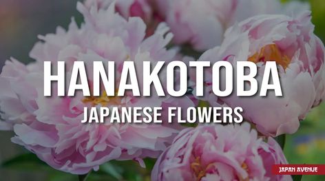 In Japan, each flower has its own meaning. Discover the secret language of 10 Japanese flowers: cherry blossom, chrysanthemum, iris, white lotus... Japanese Flowers Meanings, Chinese Cherry Blossom, Flowers Cherry Blossom, Lotus Flower Meaning, Chrysanthemum Bouquet, Iris White, Zen Philosophy, Red Lotus, Buddhist Philosophy