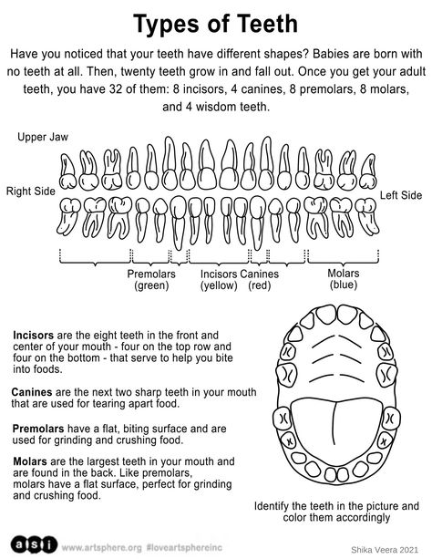 Types Of Teeth, Teeth Diagram, Dental Assistant School, Childrens Yoga, Female Reproductive System, Wisdom Teeth, Reproductive System, Science Notes, New Inventions