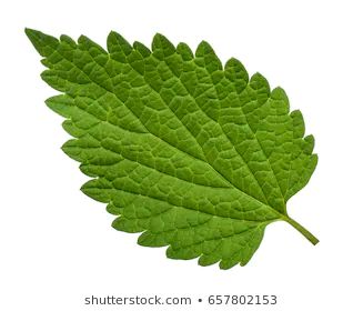 Nettle Leaf, Flower Art, Plant Leaves, White Background, Photo Editing, Photo Image, Royalty Free Stock Photos, Stock Images, Stock Photos