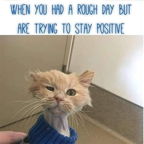 Rough Day, Cat Quotes, Funny Animal Memes, Funny Cute Cats, Work Humor, Silly Cats, Animal Quotes, Funny Animal Pictures, Funny Cartoons